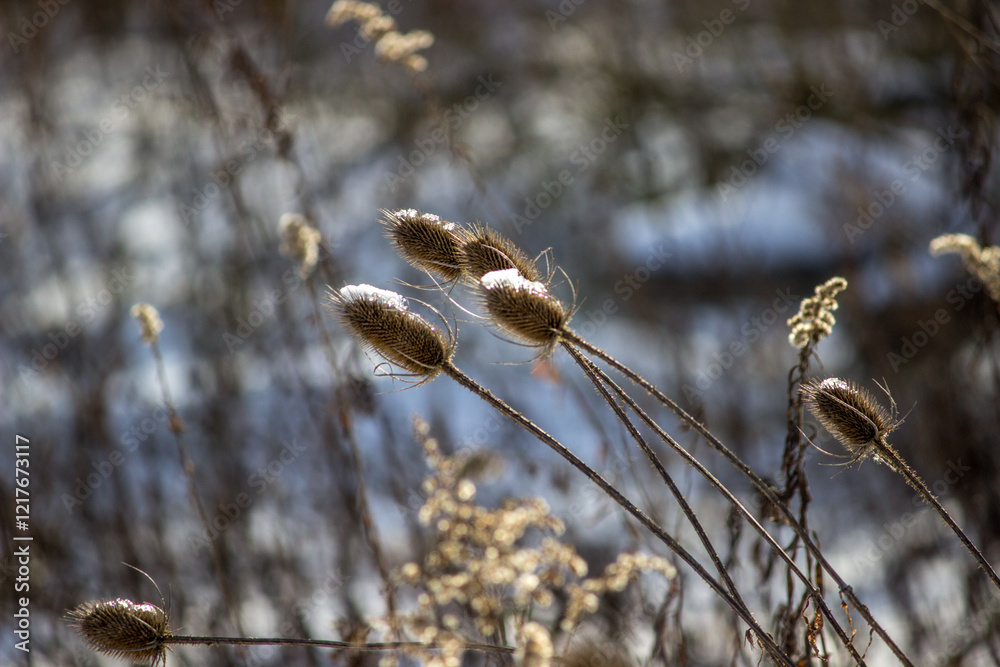 Naklejka premium Wild Teasel (Dipsacus fullonum) in Winter