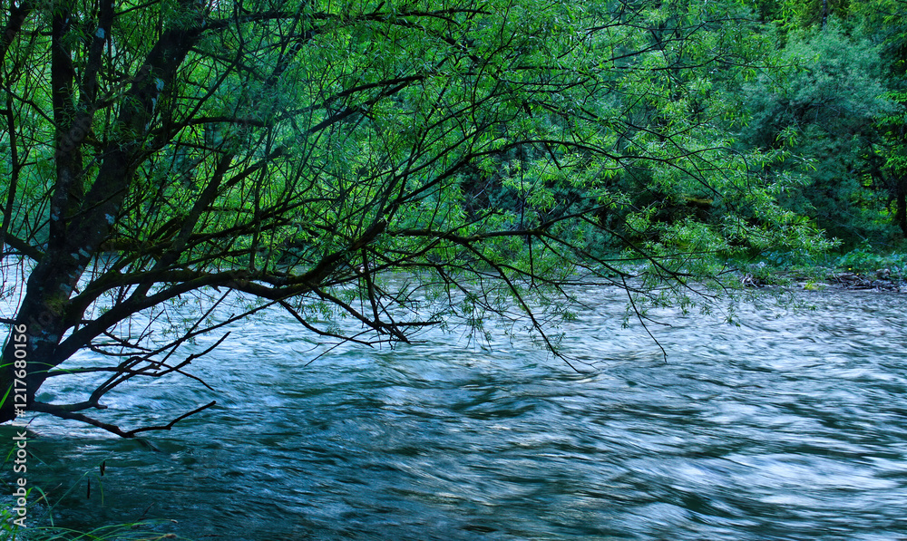 Obraz premium River flowing under green tree on a spring evening in Bluntautal Valley, Austria.