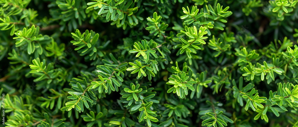 Yew with dense green foliage. Urban Aesthetic. --c_001 Yew with dense green foliage. Urban Aesthetic. --c_001
