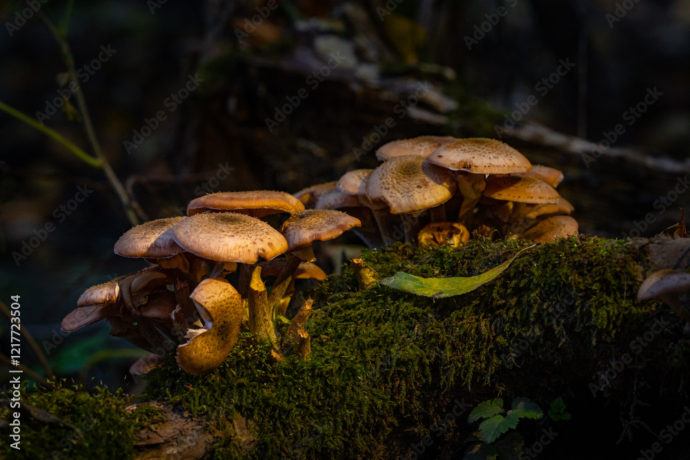 Fototapeta premium Big cluster of mushrooms growing up in the fresh mossy wood.