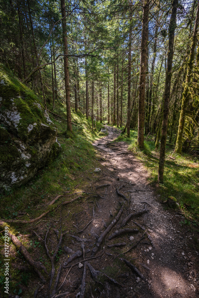 Deep and dark forest road during a morning lights with the best mystic atmosphere in the Triglav National park, Slovenia. Deep and dark forest road during a morning lights with the best mystic atmosphere in the Triglav National park, Slovenia.
