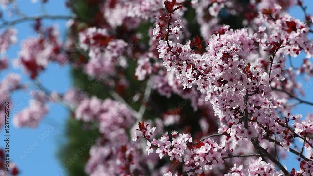 Beautiful nature scene with pink blossom tree. The light breeze moves the flowering branches. Selective focus on twigs with pink flowers. Beautiful nature scene with pink blossom tree. The light breeze moves the flowering branches. Selective focus on twigs with pink flowers.