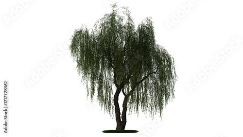 Fotografija A weeping willow tree on a white background