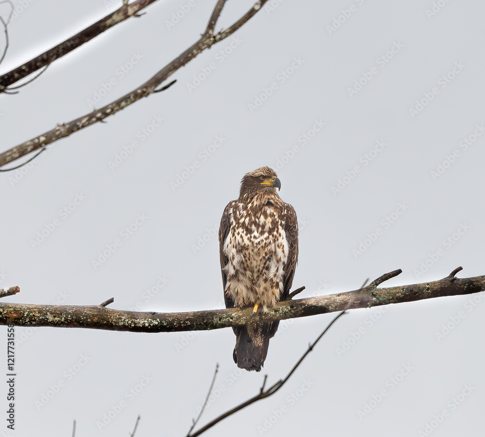 Juvenile and Adult Bald Eagles in New York
