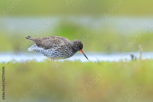 common redshank tringa totanus wading bird photo