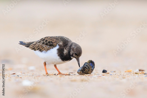 Closeup of a Rubby turnstone Arenaria interpres wading bird foraging between rocks at the sea coast photo