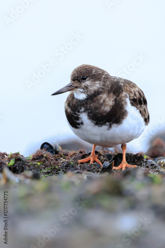 Closeup of a Rubby turnstone Arenaria interpres wading bird foraging between rocks at the sea coast