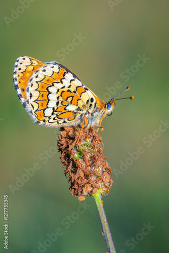 Glanville fritillary, melitaea cinxia, butterfly mating in a meadow photo