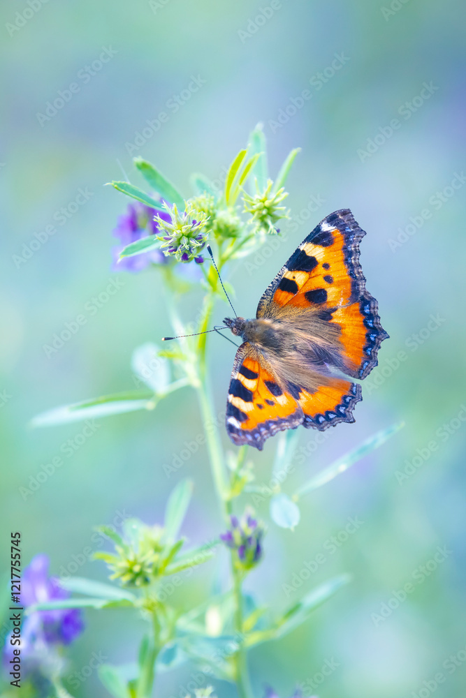 Aglais urticae small tortoiseshell butterfly isolated by nature Aglais urticae small tortoiseshell butterfly isolated by nature