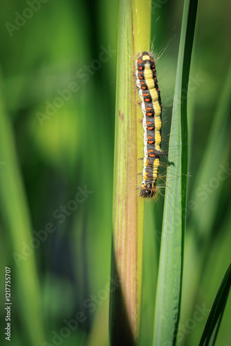 Closeup of a caterpillar of a grey dagger, Acronicta psi, moth crawling and eating photo