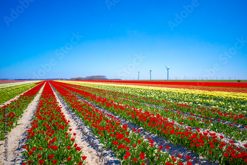 Dutch red tulips flower field under a blue sky
