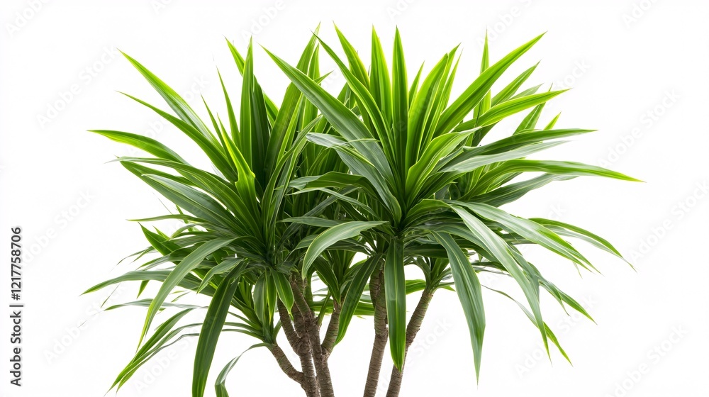 Naklejka premium A vibrant green indoor plant with long, slender leaves, adding a touch of freshness to any space.