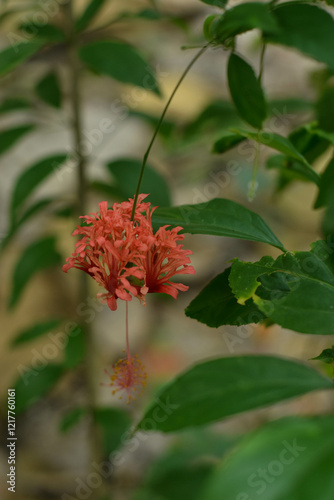 Worawari hanging or hibiscus hanging is a plant relative near the hibiscus. This plant is commonly found in the yard, to decorate angles or as a fence component
 photo