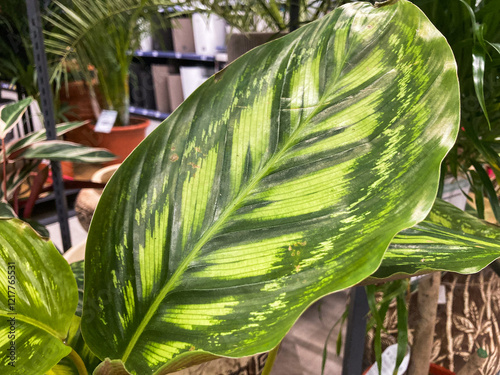 A vibrant leaf with green and yellow spots is showcased in a naturalistic photograph against a blurred backdrop of a possible greenhouse or nursery photo