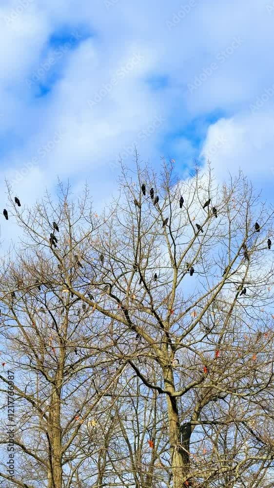 Flock of black birds sit on the high bare tree. Low angle view. Cloudy sky at backdrop. Vertical video. Flock of black birds sit on the high bare tree. Low angle view. Cloudy sky at backdrop. Vertical video.