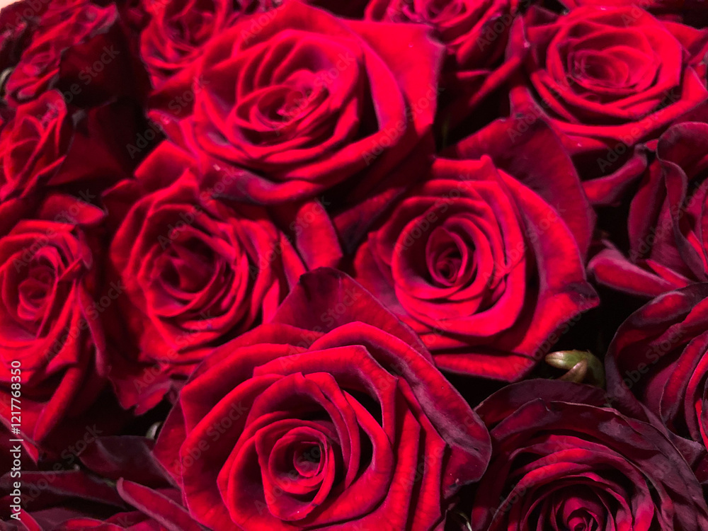 Close-up of several red, fresh roses with a glossy texture, densely packed and reflecting light, showcasing natural beauty Close-up of several red, fresh roses with a glossy texture, densely packed and reflecting light, showcasing natural beauty