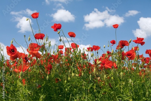 poppies or Common poppy, corn poppy, Papaver Rhoaes photo