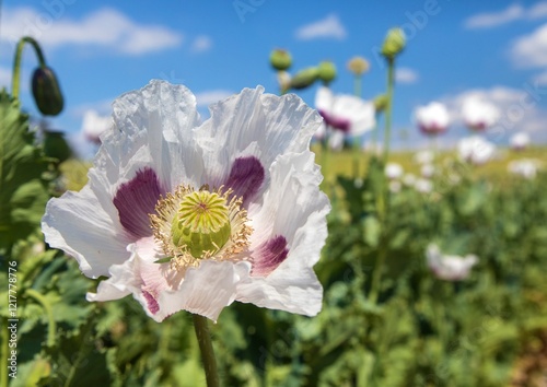 opium poppy flower papaver somniferum white colored photo