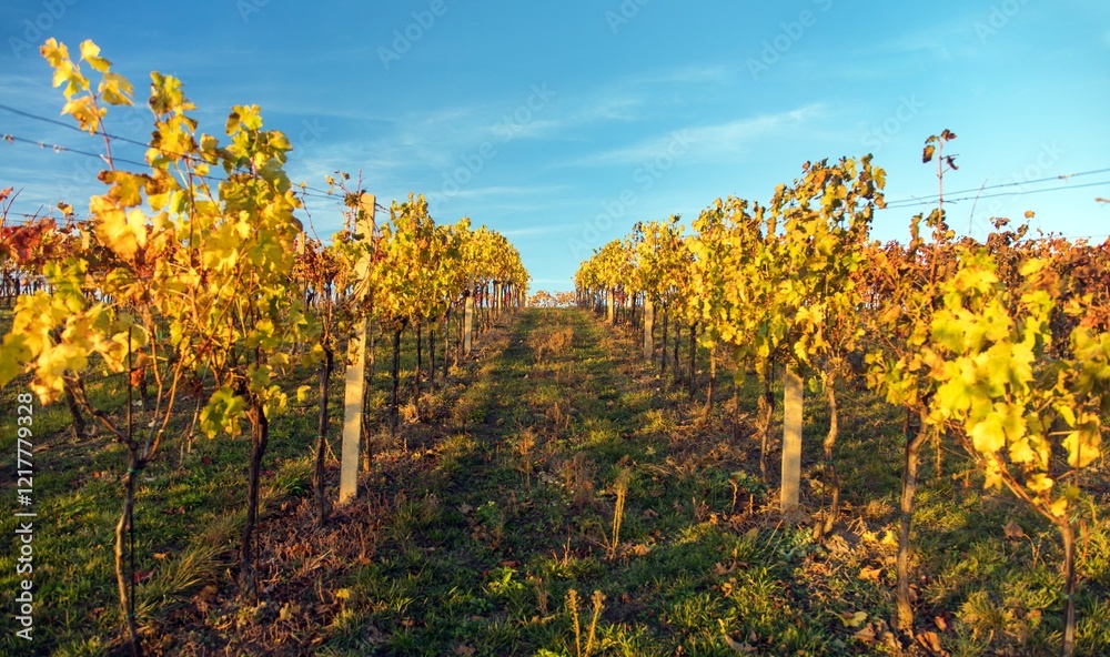 Naklejka premium vineyard, autumn in the vineyard yellow coloured