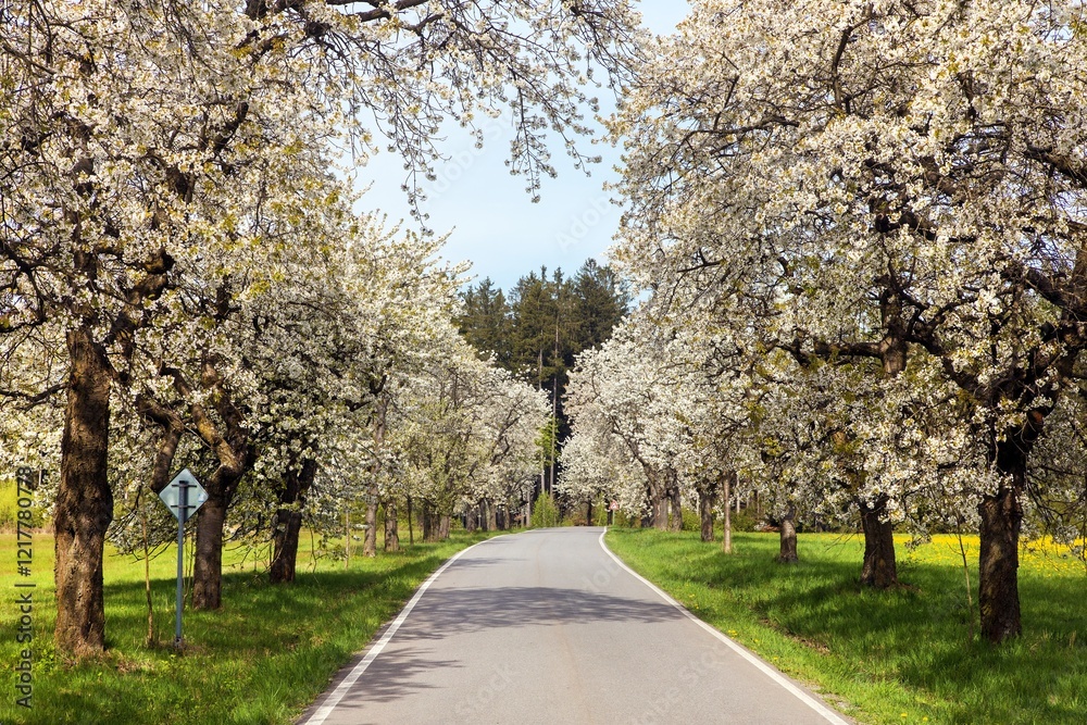 Naklejka premium road and alley of flowering cherry trees