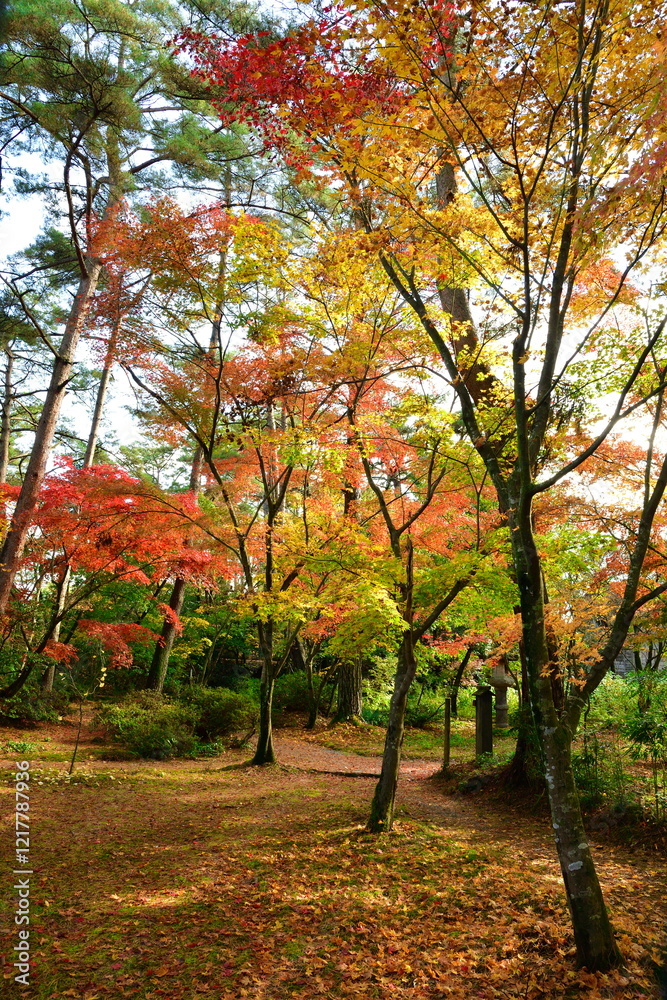 Naklejka premium 市島邸の紅葉(新潟県)