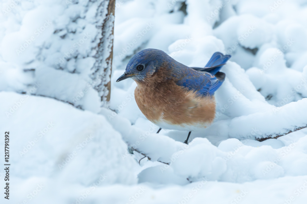 Bluebird perched on a snow-covered ground Bluebird perched on a snow-covered ground