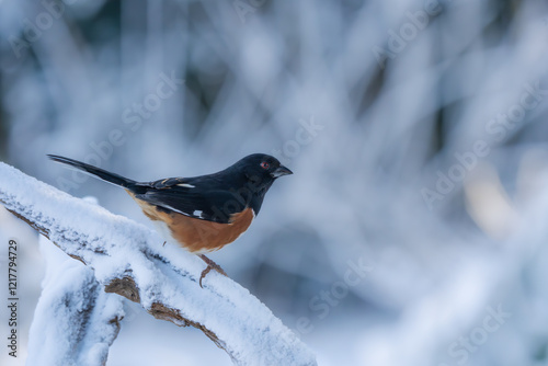 Eastern towhee perched on a snow-covered wagon wheel photo