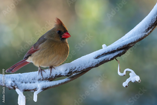 Female cardinal perched on a snow-covered branch photo