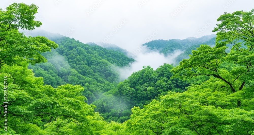 Fototapeta premium Lush green mountains shrouded in mist create a tranquil natural landscape.