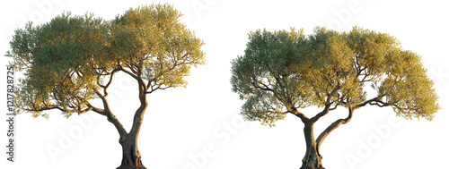 Olea europaea (Сommon olive, European olive, Olea sativa) Oleaceae evergreen trees isolated png in sunset lighting on a transparent background premium cutout 