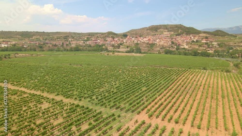 A drone flies over endless fields of vineyards in sunny weather