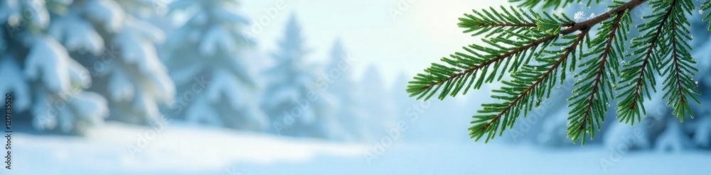 Obraz premium Frosty green fir branch on snowy white background, tree, nature, forest