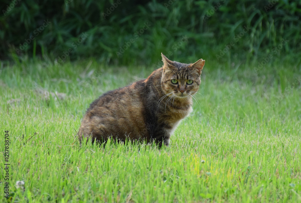dark brown cat sitting on green grass in the sunset light dark brown cat sitting on green grass in the sunset light
