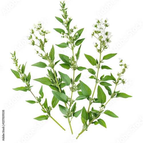 transparent mugwort with green leaves and flowering stems isolated on a clean transparent background for botanical reference, transparent mugwort isolated on transparent background photo