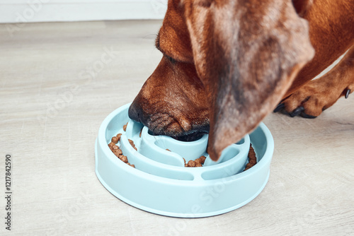 Slow feeder dog bowl. Close-up view of dog eating from slow feeder bowl.  photo