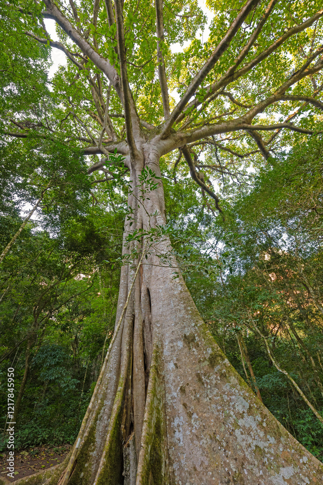 Tall Trees in the Andean Foothills