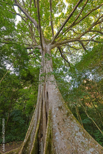 Obraz na płótnie Tall Trees in the Andean Foothills w salonie