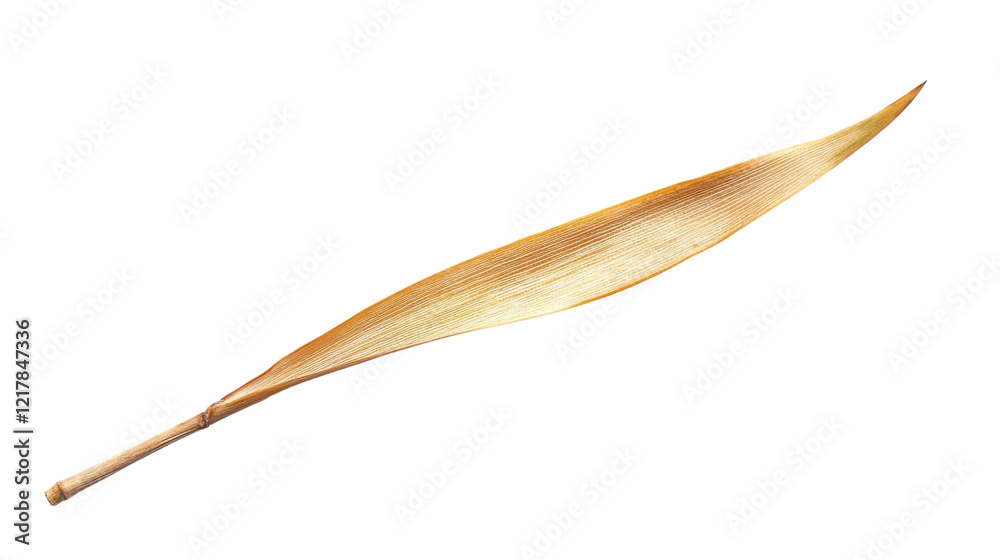 Tropical leaf on transparent background Tropical leaf on transparent background
