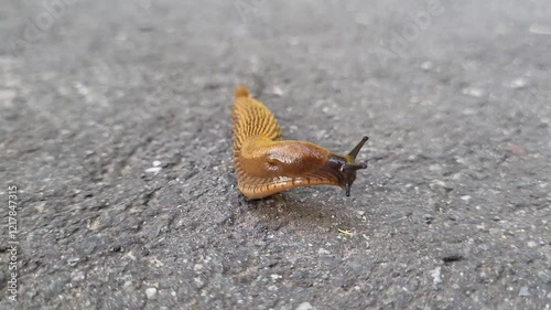 Close-up view of a unique brown slug moving across a concrete surface during a sunny day