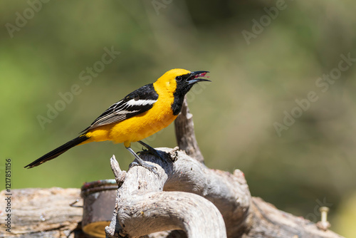 Male Hooded Oriole in Arizona photo