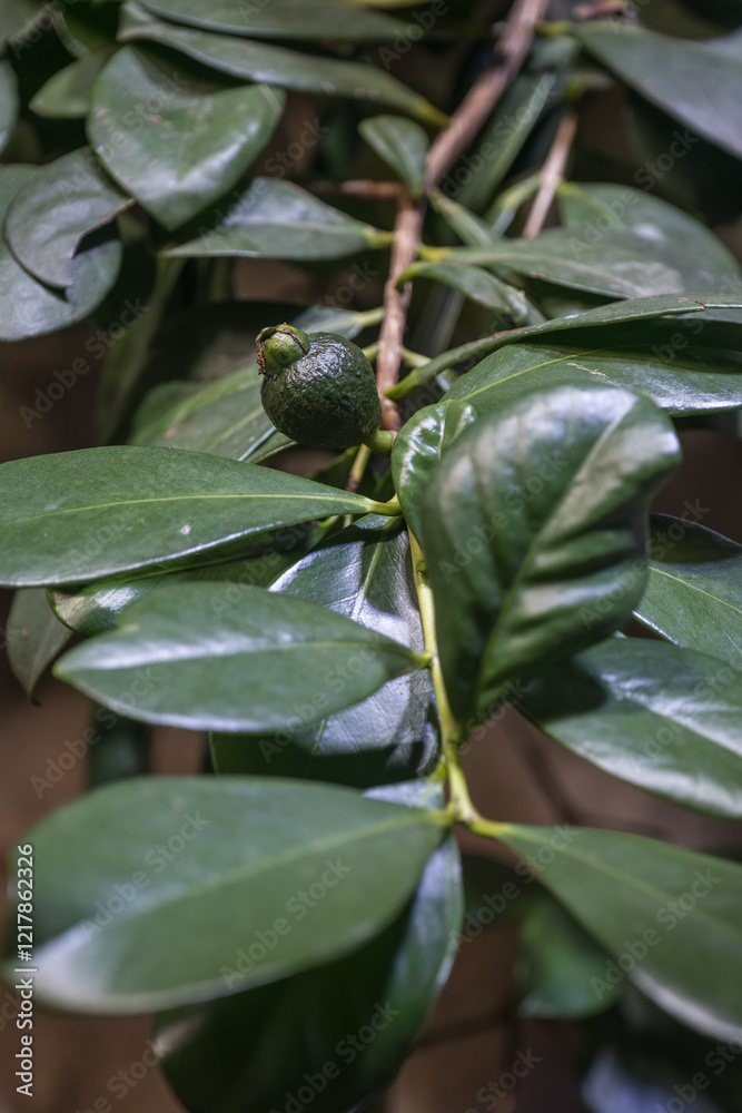 Fototapeta premium Small green psidium fruits and green leaves.