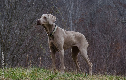 Weimaraner on the Hunt