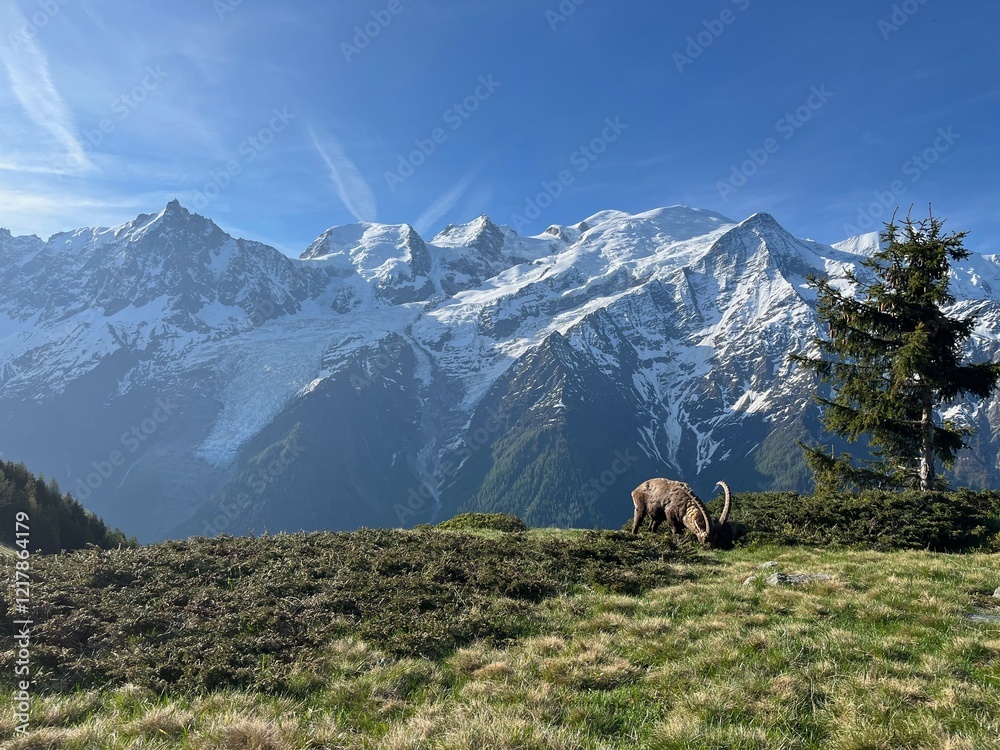 Fototapeta premium Bouquetin sous le Mont Blanc.