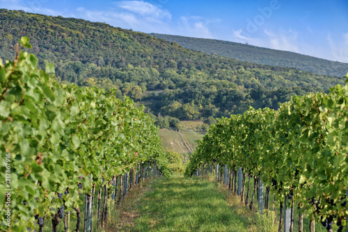 Vineyard rows with ripe blue grapes hanging under green leaves, in the background hills and forest photo