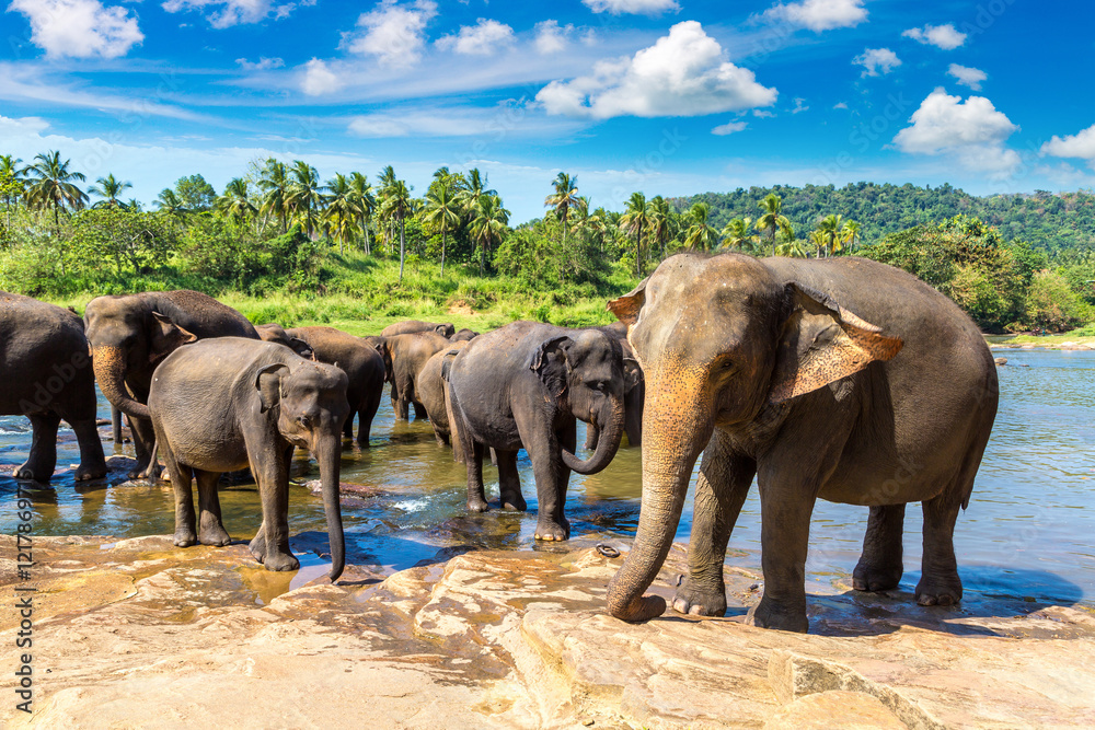 Fototapeta premium Herd of elephants in Sri Lanka