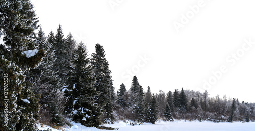 Fototapeta Naklejka Na Ścianę i Meble -  Snow covered field and large spruce and birch trees with a transparent sky
