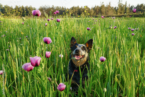 Obraz na płótnie Cute australian cattle dog jumping in a field of long grass and pink flowers w salonie