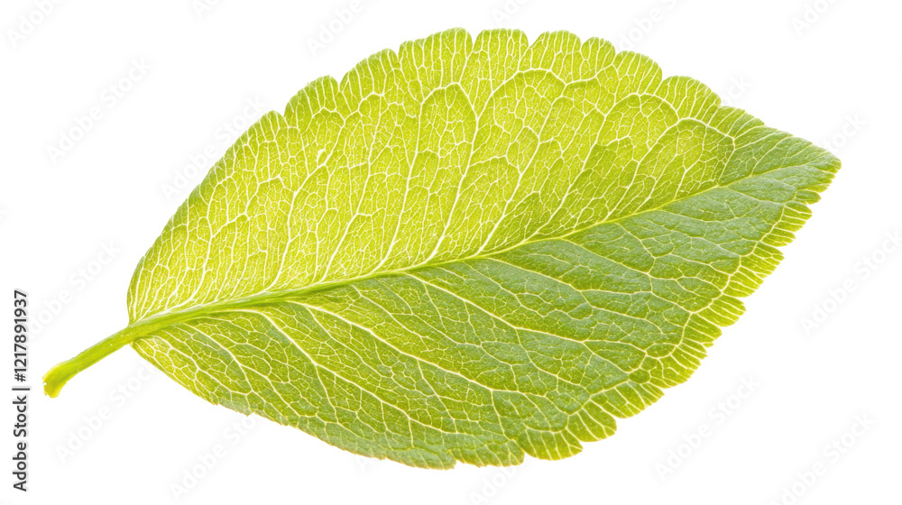 Green clover leaf on transparent background Green clover leaf on transparent background
