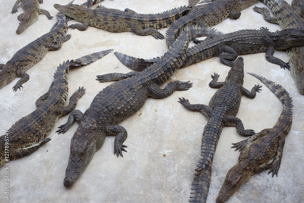 Group of crocodiles in livestock farm Group of crocodiles in livestock farm