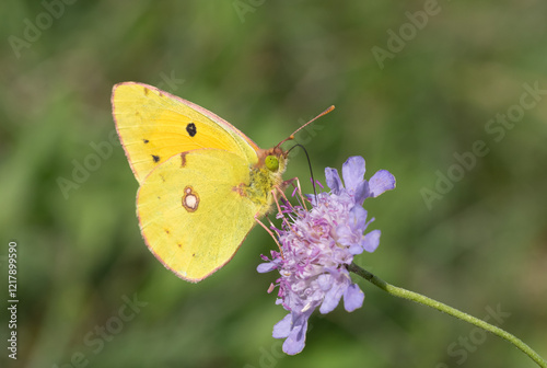 Postillion auf einer Blume photo